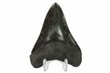 Fossil Megalodon Tooth - South Carolina #135929-2